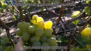 виноград Монарх