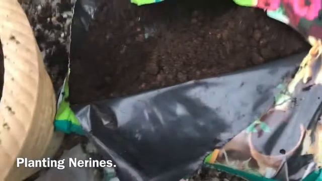 How To Plant Nerines, How To Grow Nerines In A Container, Get Gardening смотреть онлайн