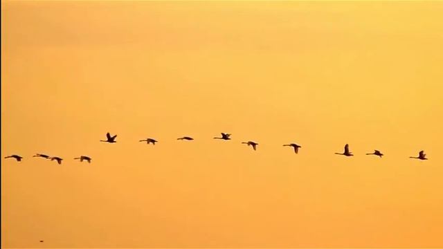 УПАЛА ЛЕБЕДЬ В КАМЫШИ...гр.Пристиж