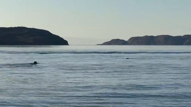 Берег Баренцево моря. Тюлени😯👍, 6 августа 2023г. смотреть онлайн