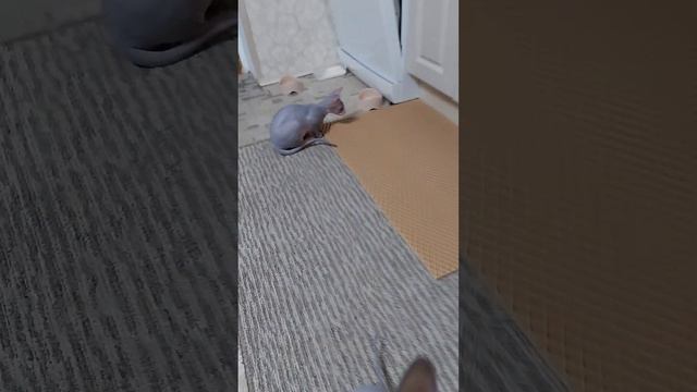 Сфинксы.Симон и Сима) смотреть онлайн