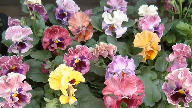 Mozart: Piano Concerto #23 In A, K 488 - 2. Adagio Maurizio Pollini; Karl Böhm: V P O смотреть онлайн