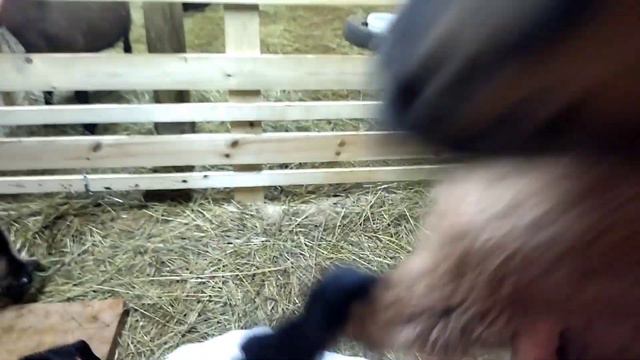 Ждем обнимателей козлят! смотреть онлайн