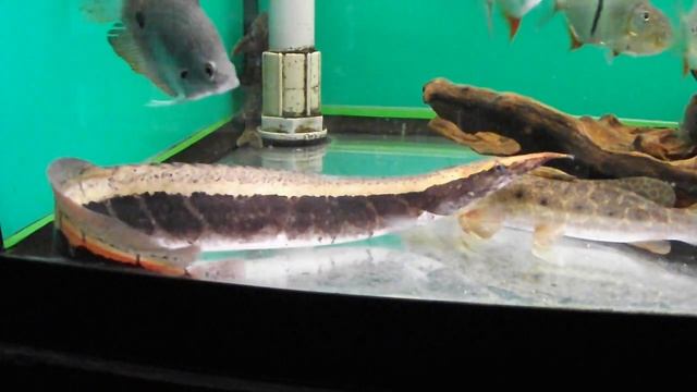 Mastacembelus cf. circumcintus "Borneo Python eel" in shop смотреть онлайн