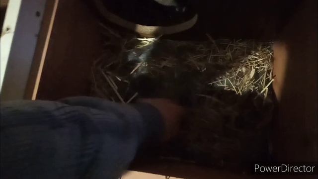 Окрол 26.12.2022г. смотреть онлайн