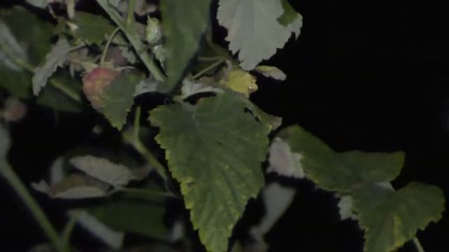 Звуки природы (стрекот кузнечика). смотреть онлайн