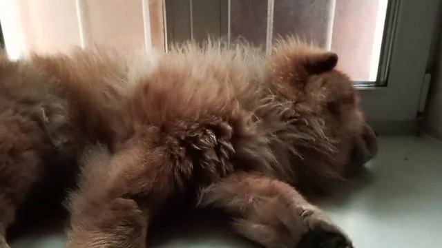 Вы слышали, как храпит Чау-Чау? Have you heard Chow Chow snoring? смотреть онлайн