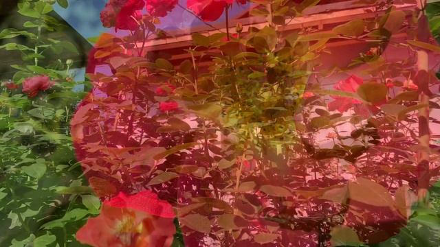 Роза Декор Арлекин ( Rose Decor Arlequin) плетистая 21 августа 2021 г. смотреть онлайн