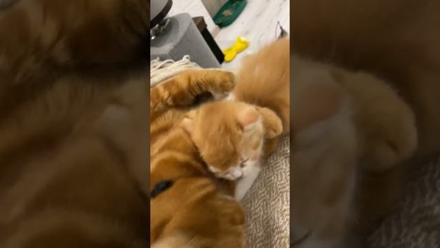 Хивремамка в деле ?? смотреть онлайн