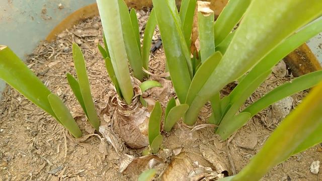 INILAH Rahasia!! Cara Menanam dan Merawat Bunga Amarilis Orange Belanda Dalam Pot bagi Pemula смотреть онлайн