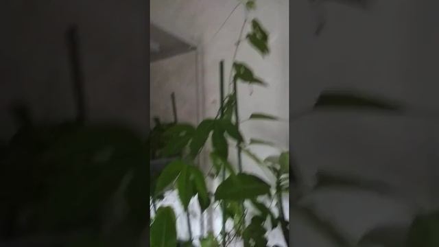 Зимовка плюмерии,маракуйи и адениумов в Сибири смотреть онлайн