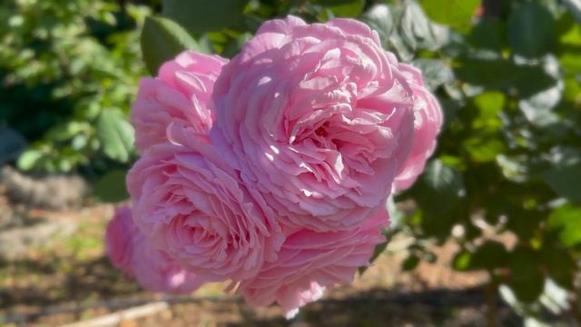 Floribunda Rose - Summer Romance смотреть онлайн