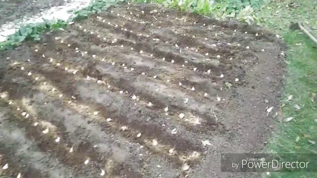 Как посадить чеснок под зиму. Супер урожай! смотреть онлайн