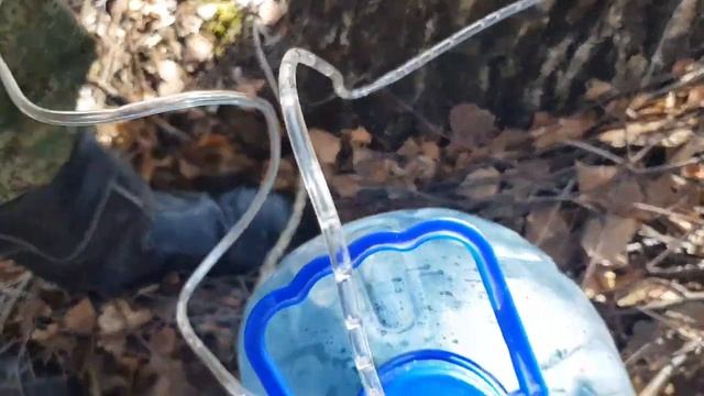 Лесные прогулки