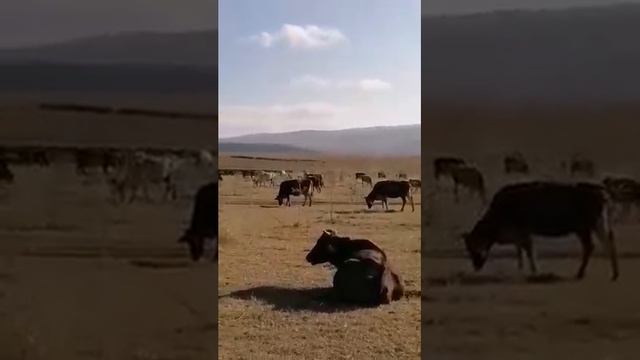 На территории Халача, где посажены саженцы, пасутся коровы