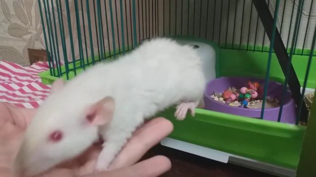 КАК ПРИРУЧИТЬ КРЫСУ К РУКАМ / САМАЯ ГЛАВНАЯ ИНФОРМАЦИЯ/НОВАЯ КРЫСА? смотреть онлайн