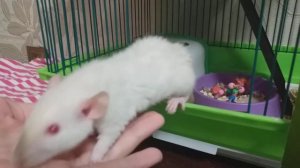 КАК ПРИРУЧИТЬ КРЫСУ К РУКАМ / САМАЯ ГЛАВНАЯ ИНФОРМАЦИЯ/НОВАЯ КРЫСА?