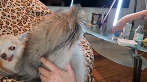 Как промыть нос собаке в домашних условиях?