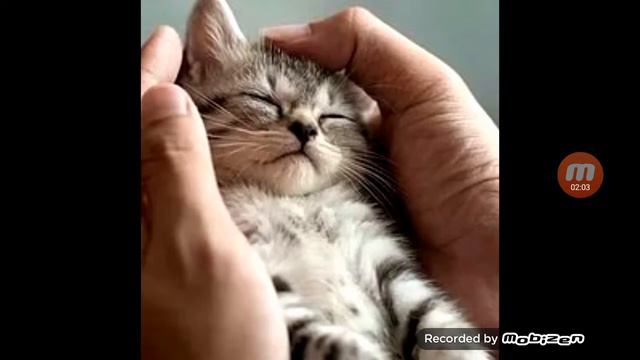Последнее видео.. :( Грустная история о коте! ДО СЛЕЗ! смотреть онлайн