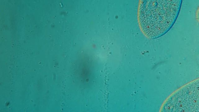 Инфузория туфелька , большое увеличение смотреть онлайн