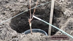 ? Весенняя посадка винограда с закрытой корневой системой. Удобрение, подрезка и посадочная яма.