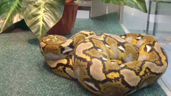 Питон сетчатый. Python reticulatus.