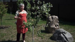 Вредитель Яблони ? Яблоневый цветоед Как Избавиться ? Советы От Garden zoo