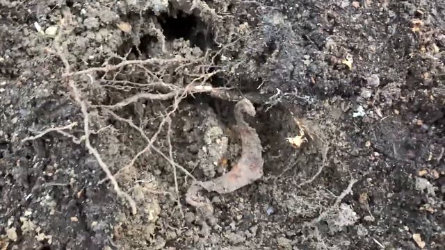 ЛЕС ЧУДЕС НАХОДКИ ТАК И ПРУТ КОП 2022