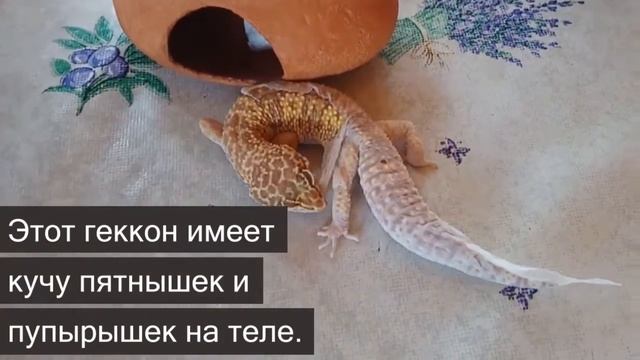 5 красивейших ящериц в мире смотреть онлайн