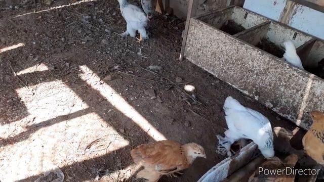 Наседка вывела цыплят/ в инкубаторе вывод продолжаеться смотреть онлайн