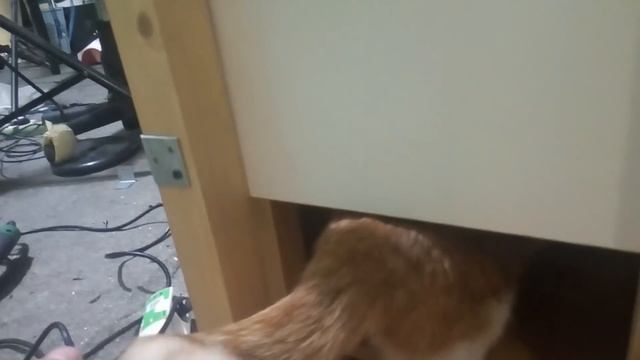 Ловушка для кота. Как поймать кота. смотреть онлайн