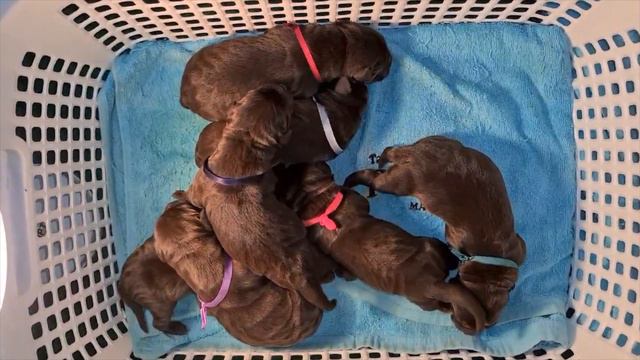 KARL + ROSE (1 DAY) смотреть онлайн