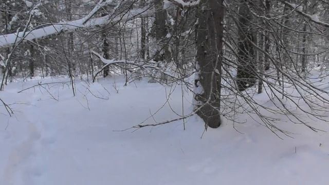 охота на куницу капканами удачная проверка. смотреть онлайн