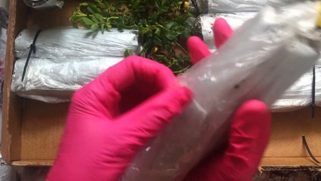 Обзор посылки с розами из питомника Тамара розы. Роза Ferdy смотреть онлайн