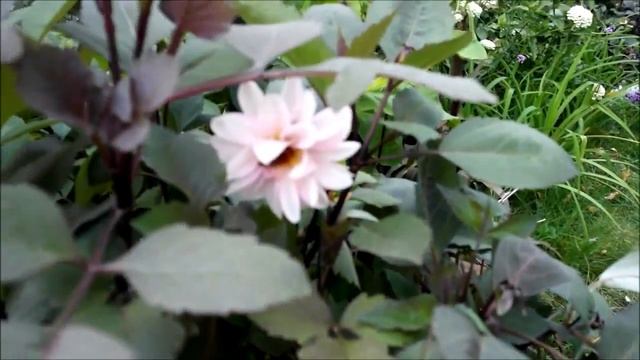 Мой прекрасный сад. Современные цветники. Часть 2. Рабатка в "желтом". смотреть онлайн