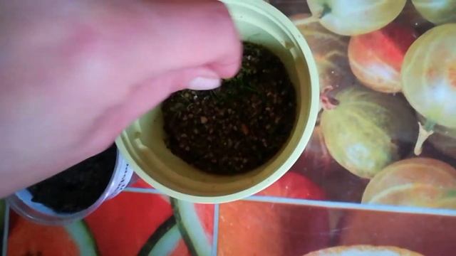 циперус из семян. всходы. прошло две недели. часть 2 смотреть онлайн