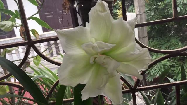 Hoa Lan Huệ/Amaryllis marilyn смотреть онлайн
