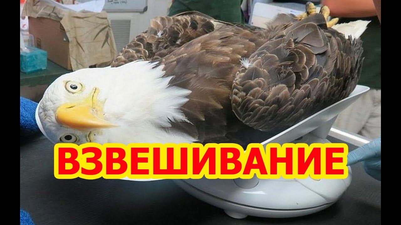 ПТИЦА, КОТОРУЮ ПРИОБРЕЛИ У МЕНЯ МОИ КЛИЕНТЫ, что выросло смотреть онлайн