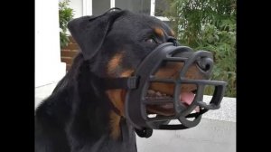 Самый лучший намордник для собаки | Как выбрать намордник? | СЕНБЕРНАР