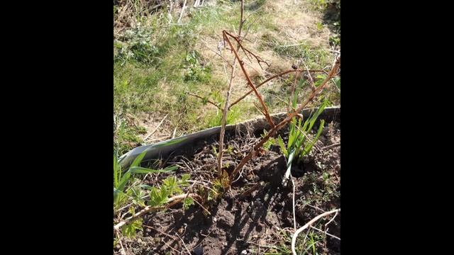 Обрезка ремонтантной малины весной смотреть онлайн