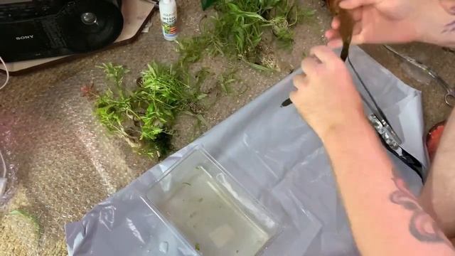 Замена грунта в действующем аквариуме без перезапуска.Меняем кварцевый грунт на пропант. смотреть онлайн