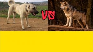 КАНГАЛ ПРОТИВ ВОЛКА! /КТО СИЛЬНЕЕ?!