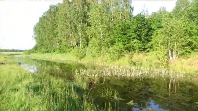 Н.Камаева-Стыдливо,осторожно,не дыша... смотреть онлайн