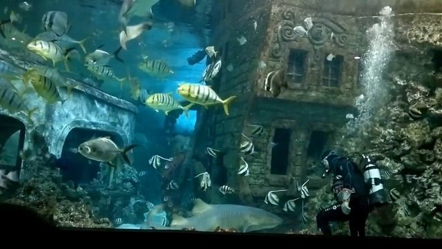 Кормление акул смотреть онлайн