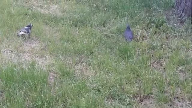 Городские птицы Жизнь птиц в столице смотреть онлайн