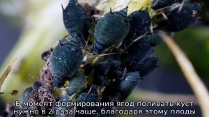 Голубика Нортланд