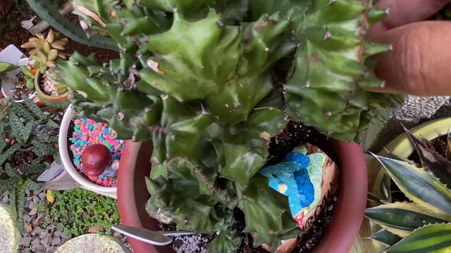 TOUR POR MI COLECCIÓN DE EUPHORBIAS Y ALOES. Transplante de Aloe que parece Estrella de Mar. S2-E13 смотреть онлайн