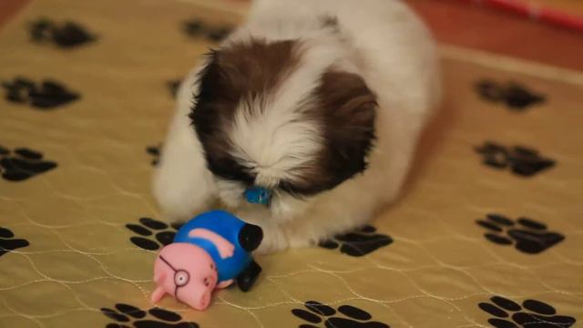 Продаются щенки ши-тцу девочка смотреть онлайн