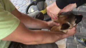 У малинуа плохо встают уши. Что делать? Как мотать уши щенку малинуа. Советы заводчика.