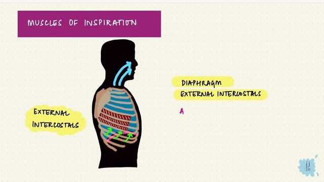 Muscles of Respiration | Breathing Mechanics | Respiratory Physiology смотреть онлайн